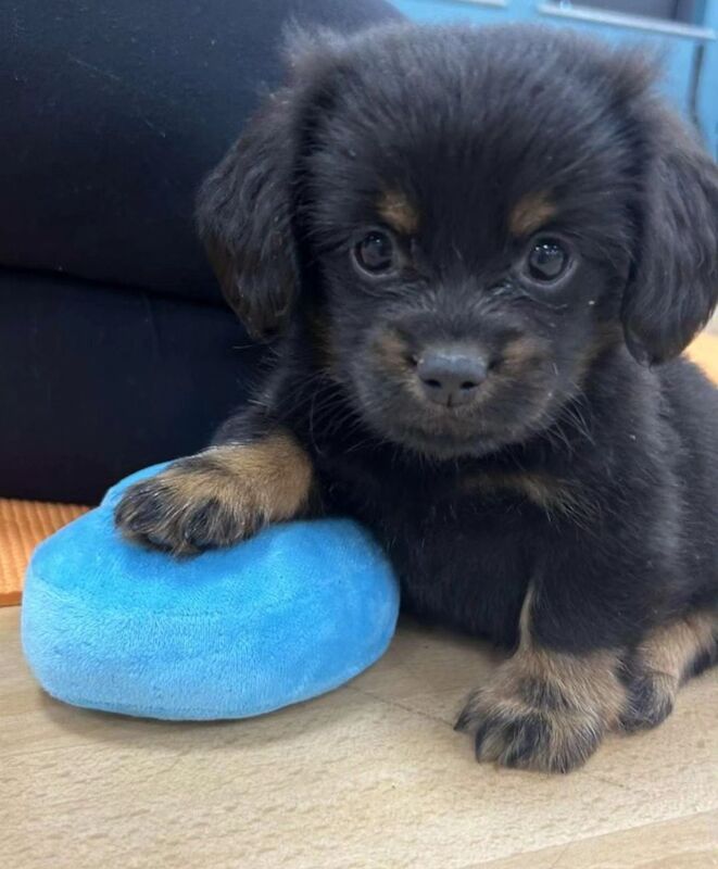 Adorable puppies for sale in Tarleton, Lancashire