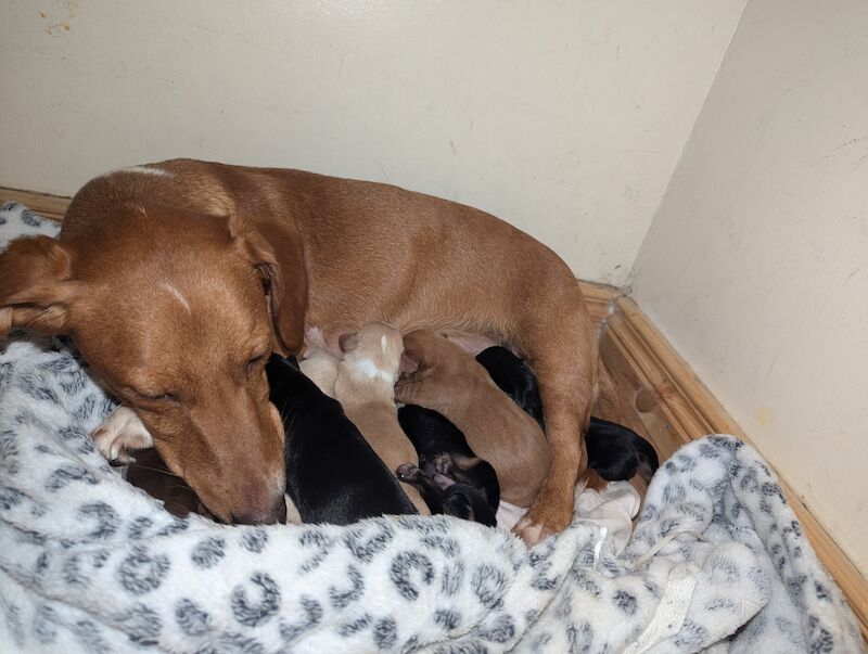 Adorable puppies ready for their forever home 🐶🫶 for sale in Gilford, County Down