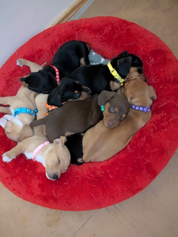 Adorable puppies ready for their forever home 🐶🫶 for sale in Gilford, County Down - Image 3