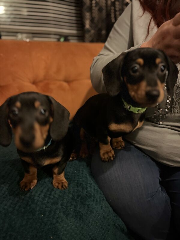 Adorable Tweeny Dachshund Puppies looking for their forever sofa for sale in Telford, Shropshire