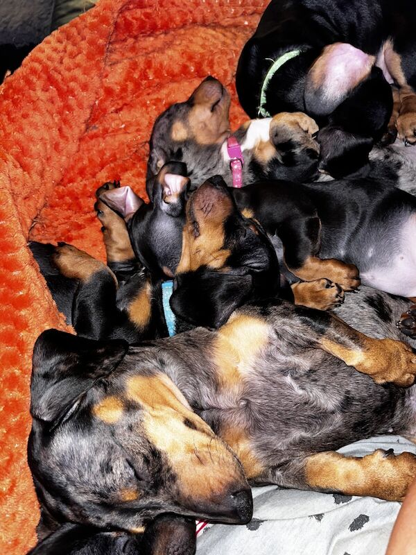 Adorable Tweeny Dachshund Puppies looking for their forever sofa for sale in Telford, Shropshire - Image 2