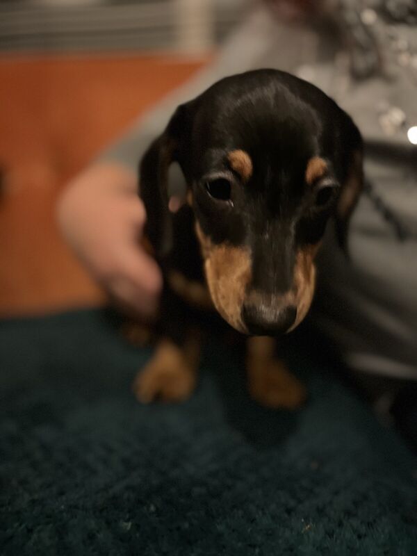 Adorable Tweeny Dachshund Puppies looking for their forever sofa for sale in Telford, Shropshire - Image 3