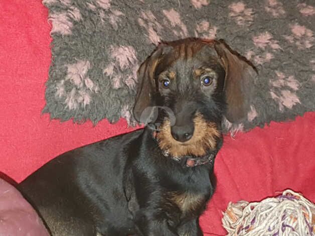 Adult female wirehaired dachshund (Teckel) for sale in Ebbw Vale/Glyn Ebwy, Blaenau Gwent