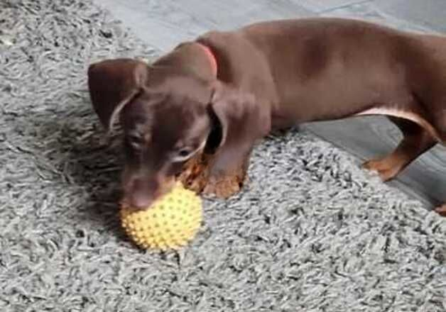 Adult Male and Female KC reg Dachshunds available. for sale in Wakefield, West Yorkshire