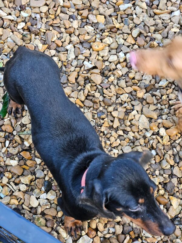 Adult miniature dachshund female for sale in Spalding, Lincolnshire - Image 2