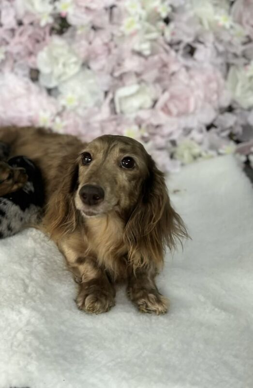 Alexa miniature longhair dachshund for sale in Upwell, Norfolk