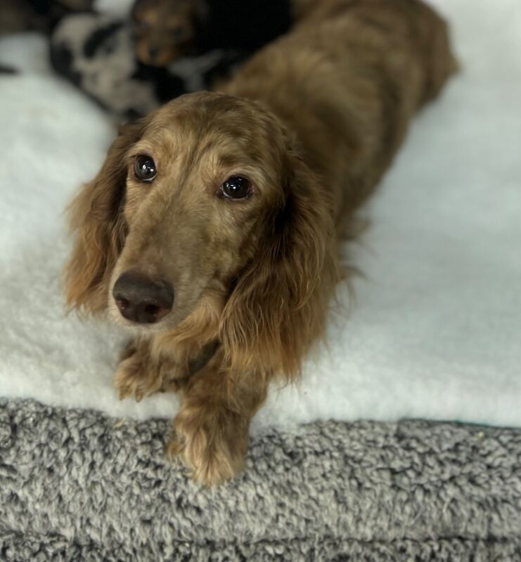 Alexa miniature longhair dachshund for sale in Upwell, Norfolk - Image 3