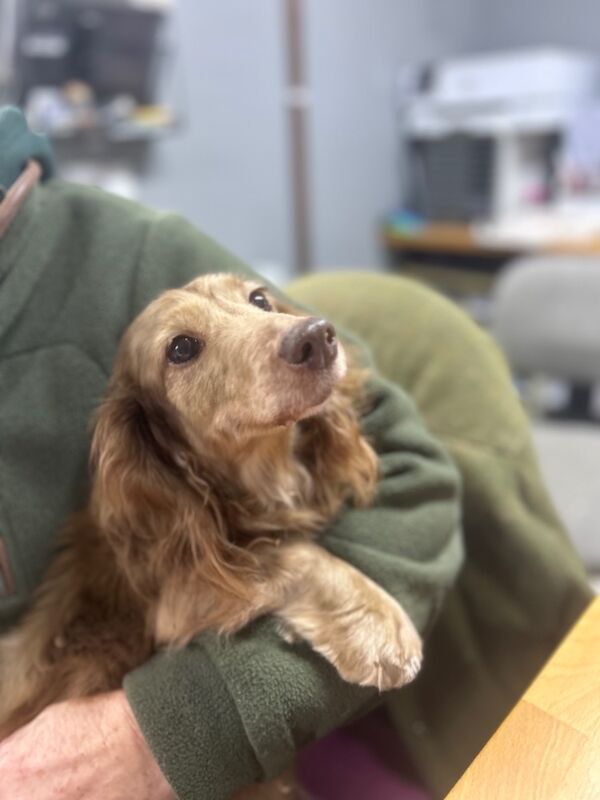 Alexa miniature longhair Daxie for sale in Upwell, Norfolk