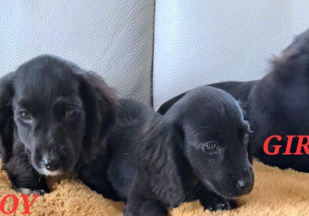 Amazing Dachshund X Puppies for sale in Wisbech, Cambridgeshire