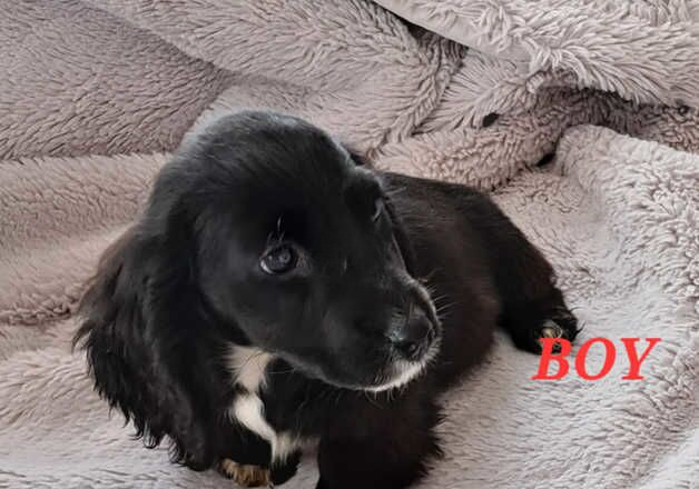 Amazing Dachshund X Puppies for sale in Wisbech, Cambridgeshire - Image 2