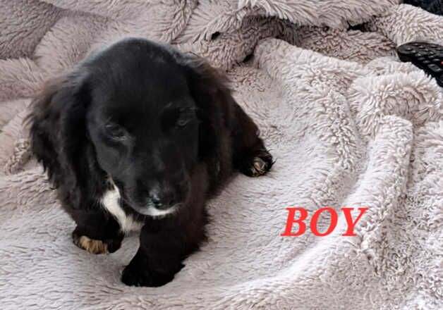 Amazing Dachshund X Puppies for sale in Wisbech, Cambridgeshire - Image 3