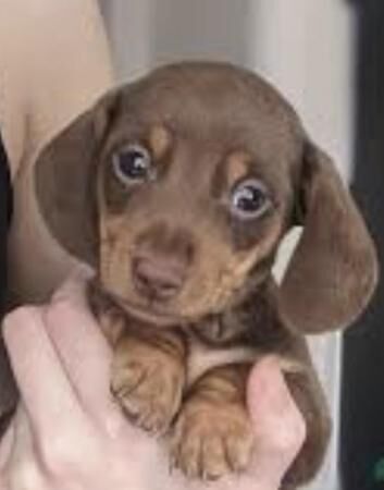 Amazing miniature dachshund puppies chocolate tan black tan for sale in Maidstone, Kent