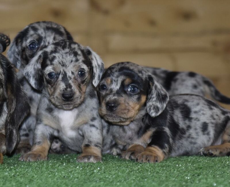 Amazing puppies for sale in Tarleton, Lancashire