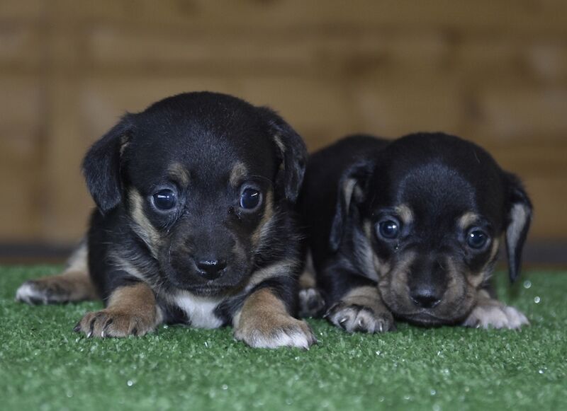 Amazing puppies for sale in Tarleton, Lancashire - Image 2