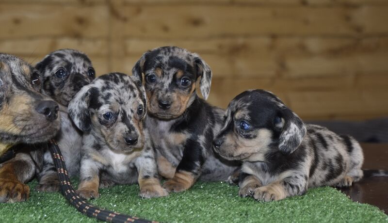 Dachshund Puppies for sale in Lancashire