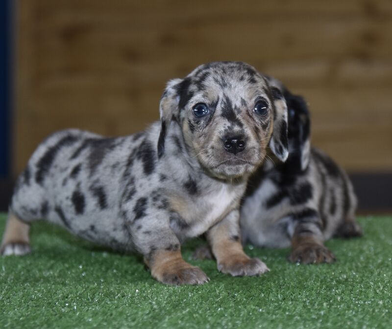 Dachshund Puppies for sale