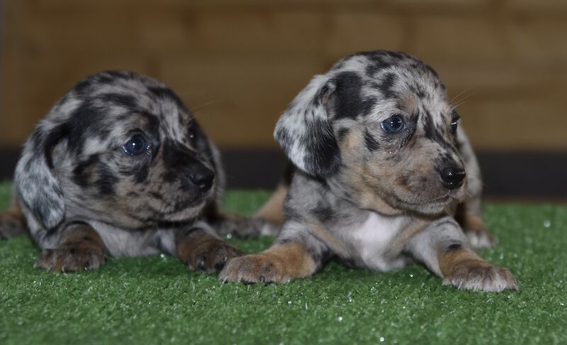 Amazing puppies for sale in Tarleton, Lancashire - Image 5