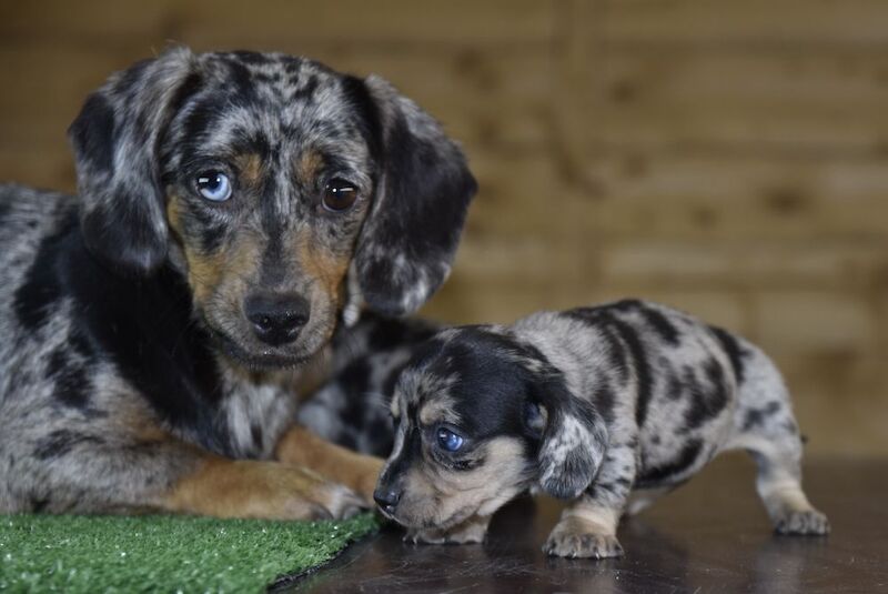 Amazing puppies for sale in Tarleton, Lancashire - Image 7