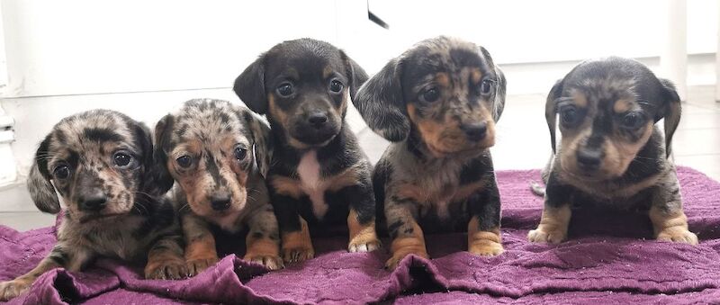 Amazing puppies for sale in Tarleton, Lancashire - Image 8