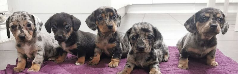 Amazing puppies for sale in Tarleton, Lancashire - Image 9