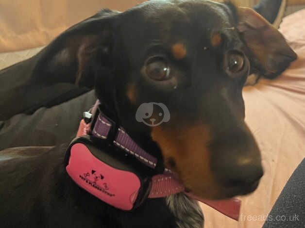 BEAUTIFUL 3 YEAR OLD GIRL DACHSHUND BLACK AND TAN FOR REHOMING!! for sale in Grimsby, Lincolnshire - Image 1