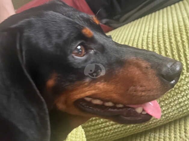 BEAUTIFUL 3 YEAR OLD GIRL DACHSHUND BLACK AND TAN FOR REHOMING!! for sale in Grimsby, Lincolnshire - Image 2