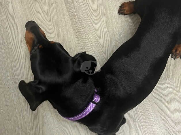 BEAUTIFUL 3 YEAR OLD GIRL DACHSHUND BLACK AND TAN FOR REHOMING!! for sale in Grimsby, Lincolnshire - Image 3