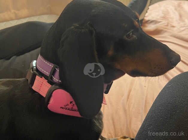 BEAUTIFUL 3 YEAR OLD GIRL DACHSHUND BLACK AND TAN FOR REHOMING!! for sale in Grimsby, Lincolnshire - Image 4