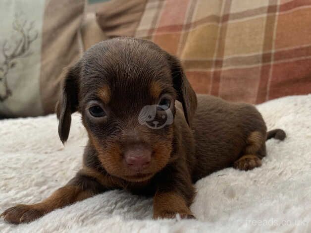 Beautiful 6week old miniature dachshund puppies for sale in Pontypridd, Rhondda Cynon Taf - Image 1