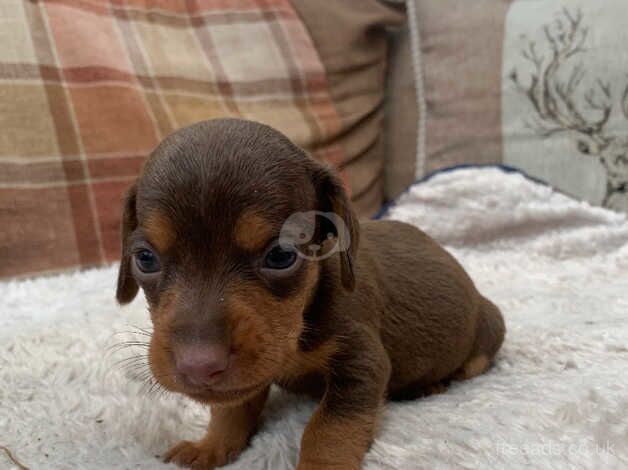 Beautiful 6week old miniature dachshund puppies for sale in Pontypridd, Rhondda Cynon Taf - Image 2