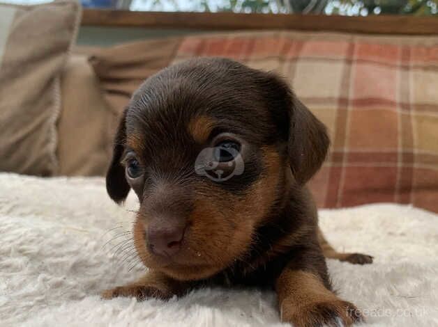 Beautiful 6week old miniature dachshund puppies for sale in Pontypridd, Rhondda Cynon Taf - Image 3