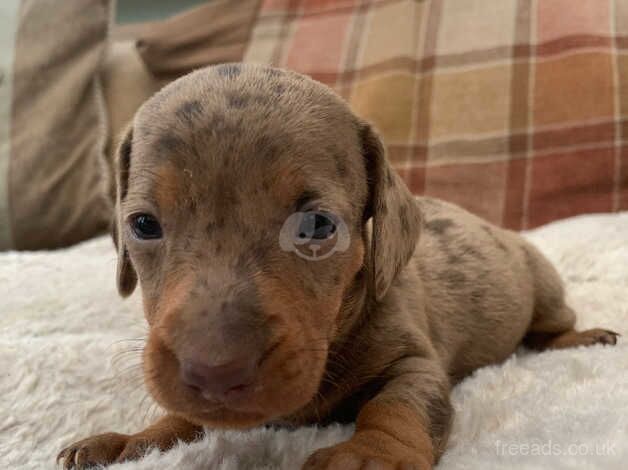 Beautiful 6week old miniature dachshund puppies for sale in Pontypridd, Rhondda Cynon Taf - Image 5