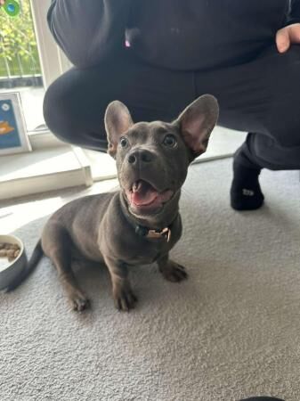 Beautiful 8 month old Dachshund X Frenchie for sale in Charlton, Greenwich, Greater London