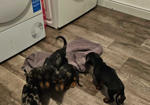 Beautiful baby dachshunds for sale in Grays, Essex