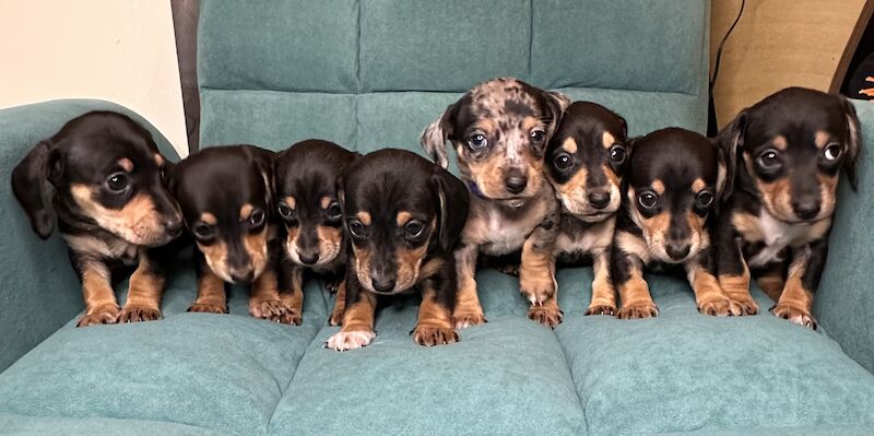 🐾🐾Beautiful Black and Cream Minis 🐾🐾 for sale in Elton, Cheshire