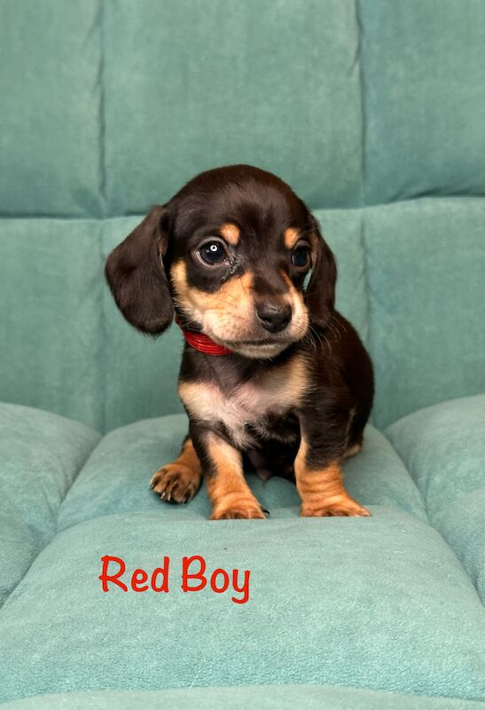 Dachshund Puppies for sale in Cheshire