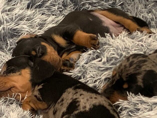 Beautiful Black and Tan Female Pup for sale in Birmingham, West Midlands - Image 1