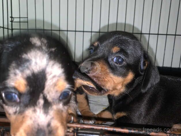 Beautiful Black and Tan Female Pup for sale in Birmingham, West Midlands - Image 3