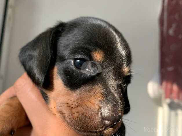 Beautiful Black and Tan Female Pup for sale in Birmingham, West Midlands - Image 4