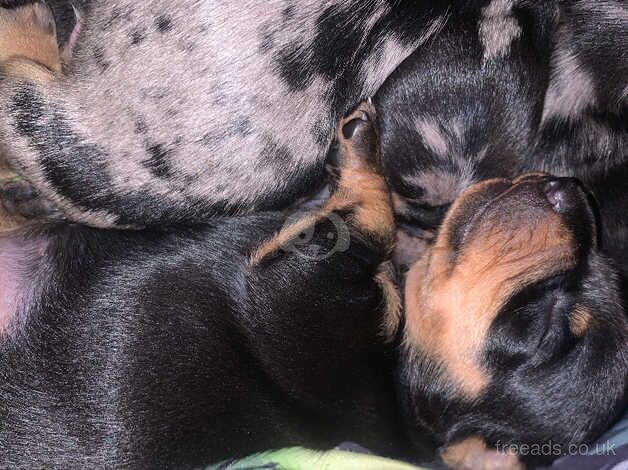 Beautiful Black and Tan Female Pup for sale in Birmingham, West Midlands - Image 5