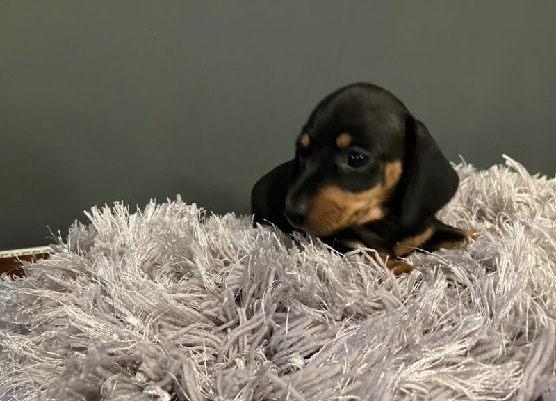 Beautiful Black and Tan pedigree puppies for sale in East Sussex