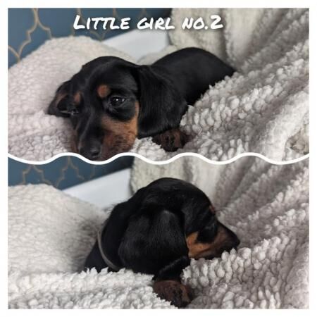 Beautiful black & tan smooth haired standard Dachshund for sale in Chesterfield, Derbyshire - Image 2