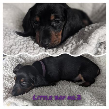 Beautiful black & tan smooth haired standard Dachshund for sale in Chesterfield, Derbyshire - Image 3