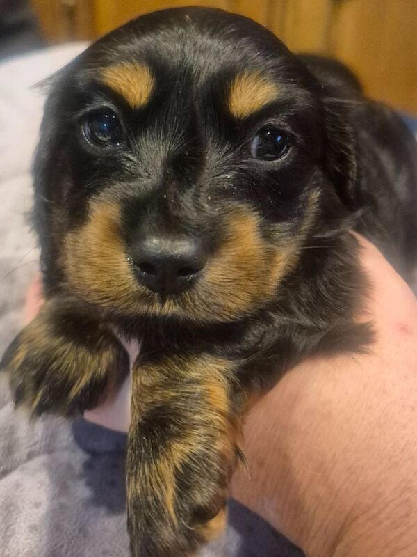 Beautiful black&tan miniature longhaired female for sale in Felixstowe, Suffolk 