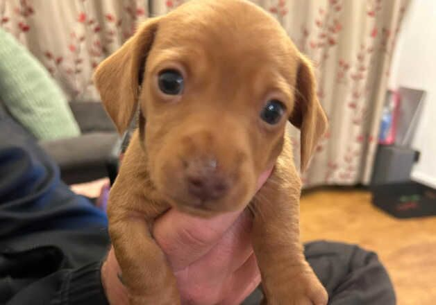 Dachshund puppies fully vaccinated for sale in Bolton, Greater Manchester