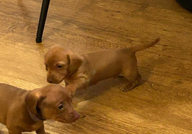 Dachshund puppies 2 boys 2 girls for sale in Bolton, Greater Manchester - Image 2