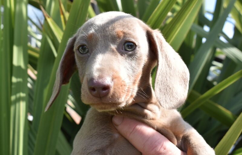 *Beautiful boy pedegree lilac Dachshund pup* for sale in Kingston upon Hull, East Riding of Yorkshire