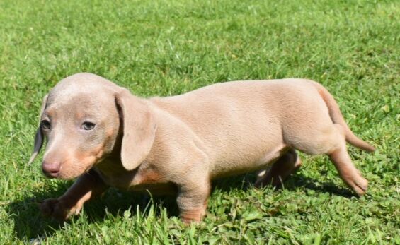 *Beautiful boy pedegree lilac Dachshund pup* for sale in Kingston upon Hull, East Riding of Yorkshire - Image 2