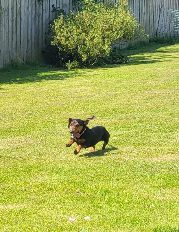 *Beautiful boy pedegree lilac Dachshund pup* for sale in Kingston upon Hull, East Riding of Yorkshire - Image 3