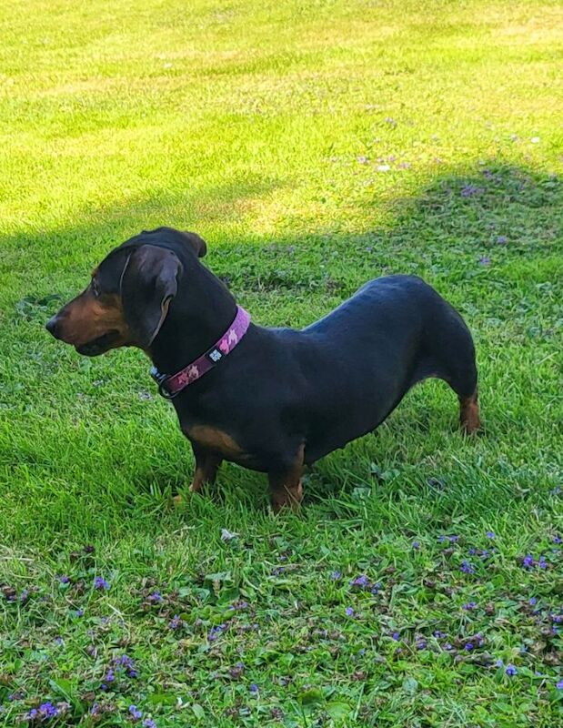 *Beautiful boy pedegree lilac Dachshund pup* for sale in Kingston upon Hull, East Riding of Yorkshire - Image 5